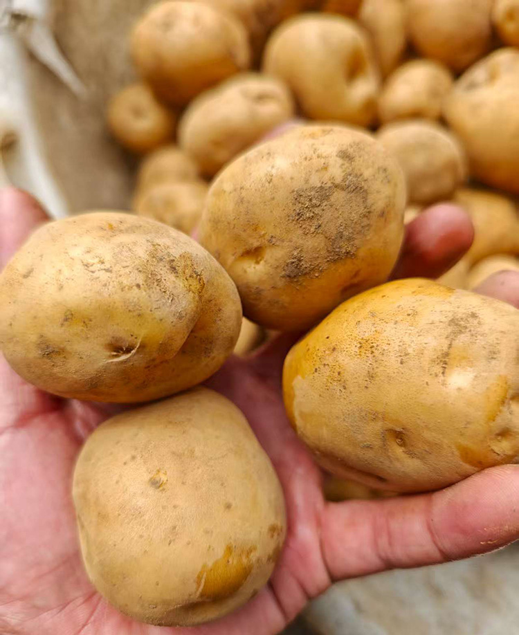 镇雄农村自种米拉洋芋，五斤/袋