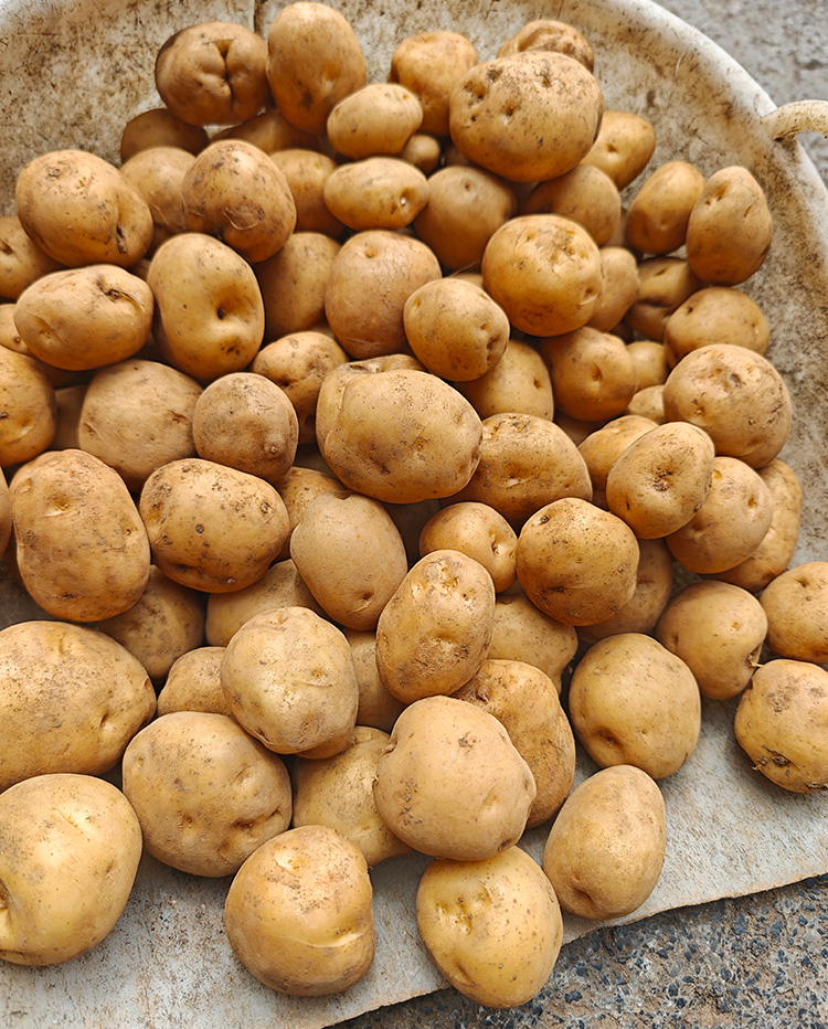 镇雄农村自种米拉洋芋，五斤/袋