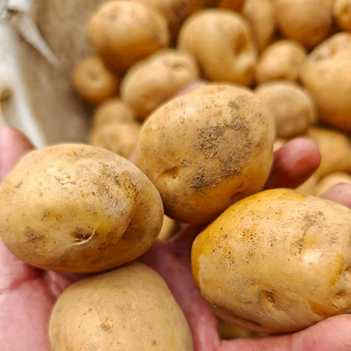 镇雄农村自种米拉洋芋，五斤/袋